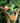 Lola Olive Gold Green Women's Stainless Steel Wooden Watch